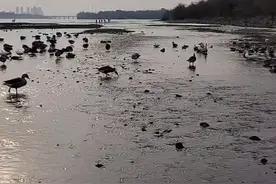 浑河北岸看大雁