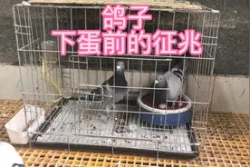 鸽子下蛋前的征兆，翅膀下压，粪便变大，羽毛蓬松，那么晚还在下