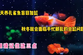 夏天养孔雀鱼盲目加缸，秋冬就面临手忙脚乱的合缸，但要注意三点视频封面