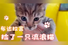 布达拉宫遇到一窝流浪猫，女骑士想骑摩托带着猫咪旅行，可行吗？视频封面
