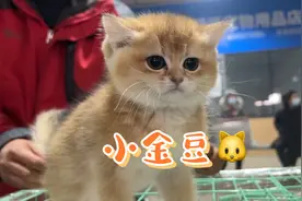 逛宠物市场遇见一只性格超好的金渐层，才1500元太值了？视频封面