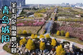 航拍青岛市城阳区棘洪滩街道羊毛沟湿地公园，粉黛花海春游好去处视频封面