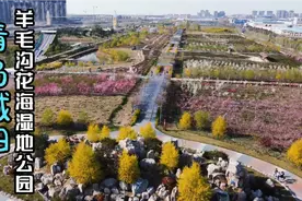 航拍青岛市城阳区棘洪滩街道羊毛沟湿地公园，粉黛花海春游好去处视频封面