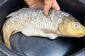 把鲤鱼放压力锅中压一压，出锅就是一道招牌菜，鱼骨鱼刺都化渣