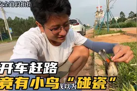 学长小芬开车赶路，遇到只小鸟倒地不起，怎么样才能救活它呢视频封面