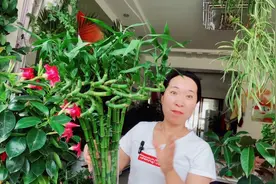 室内养富贵竹，喝点这种水，叶片翠绿不干尖，生长状态好！视频封面