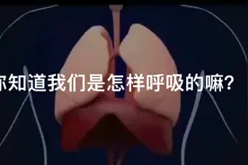 你知道我们是怎么呼吸的嘛？肺的功能动画演示视频封面