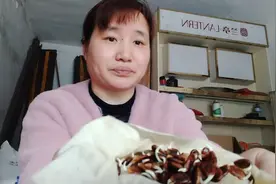 农村大姐用这个方法给西瓜育苗，发芽快出苗齐视频封面