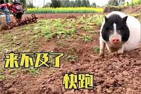 小猪最爱吃红薯，和主人一起去地里秧红薯，收获时又可以多吃了