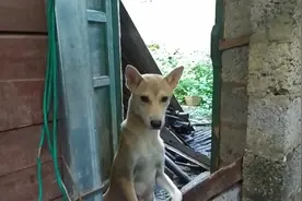 小奶狗多少天会立耳朵，这个视频告诉你