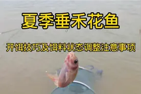 夏季垂钓禾花鱼鲤鱼开饵需要调整的注意事项及技巧，避开小杂鱼视频封面