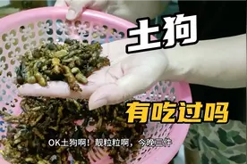 广西农村最有名的下酒菜谱，爆炒‘土狗’香脆可口，蛋白质含量高视频封面