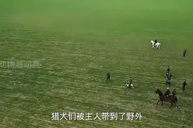 看完这个我对兔子的速度有了新的认识视频封面