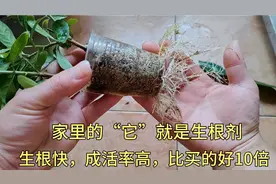 养花高手不告诉你的秘密，家里的“糖”就是生根剂，今天我来分享视频封面