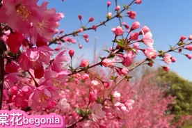 英语优美句子：每朵花都在自己的时间里绽放视频封面