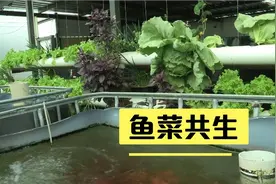 不相信种菜养鱼两不误吗？用这个方法，有吃不完的鱼和菜！！视频封面