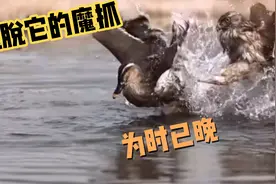 水中的野鸭子反应已经很速度了！可还是没有逃脱它的魔抓！惊悚片视频封面