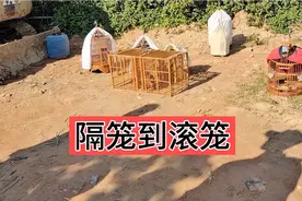 欣赏一下从隔笼到滚笼的画眉鸟，打斗视频视频封面