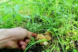 你见过秦岭野生羊肚菌扎堆生长吗，看阿松采了一堆，发山财啦视频封面