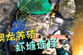 澳洲淡水龙虾养殖技术要点之虾塘选择 国外小哥打野蓝龙虾小青龙