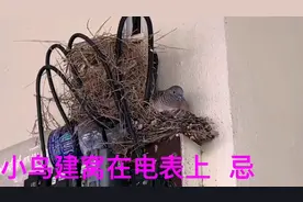 家中电表，隐藏小鸟窝，会导致问题多多！如有雷同，纯属巧合视频封面