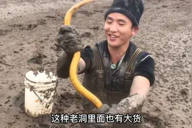 今天资源太好了，3个小时扣了17.5斤鳝鱼，打洞一米多深，太难挖