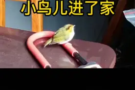 小鸟飞进家里的寓意，您知道吗？