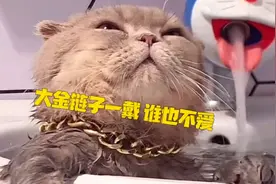 猫：大金链子一戴，谁也不爱！视频封面
