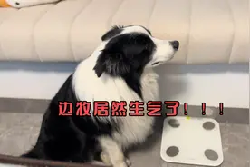 谁懂啊家人们，边牧居然生气了怎么哄都哄不好，第一次见啊！视频封面