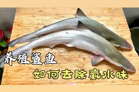 养殖鲨鱼如何去除氨水味和沙子？大厨教你正确做法，好吃不腥视频封面
