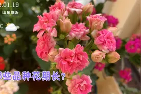 几十种正在盛开的长寿花，哪些品种花期长？哪些品种花期短？视频封面