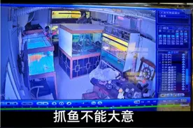 抓鱼要小心，一不留神鱼飞出鱼缸视频封面