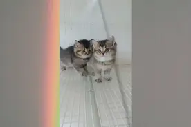 可爱的猫咪幼崽精品蓝猫白猫黑猫虎纹三花缅因猞猁美短英短加菲猫视频封面