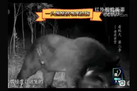 科普一下黑熊和棕熊的区别，连棕熊和黑熊都搞不清楚，
