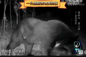 科普一下黑熊和棕熊的区别，连棕熊和黑熊都搞不清楚，