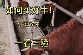 小王教你挑好牛的独门技巧“一看三验”视频有点长，请耐心观看！