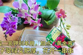 别再单独用磷酸二氢钾了，加点“黄金水”，叶子翠绿，花开满盆。视频封面