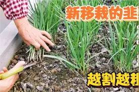 分享新移栽的韭菜第一茬怎么割？找对时间，越割越粗长的越快视频封面