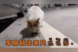 车底下钻进一只流浪猫，叫了半天不出来，拿来罐头一下就跑出来啦视频封面