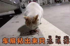 车底下钻进一只流浪猫，叫了半天不出来，拿来罐头一下就跑出来啦视频封面