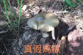 关于真假鸡枞分辨