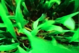 《感恩歌》今天是观世音菩萨生日，祝观世音菩萨生日快乐！视频封面