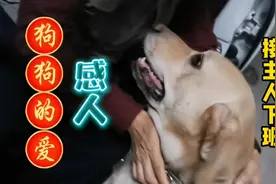 狗狗接主人下班，停车位一动不动的守候，对主人的忠诚超感人视频封面