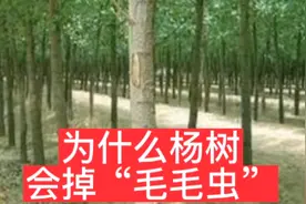 为什么杨树会掉“毛毛虫”视频封面