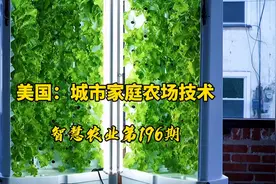 智慧农业196期：美国城市家庭农场种菜技术！你想不想搞一个？视频封面