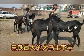 大家好 这是巴基斯坦的大马士革羊一只羊五百多斤