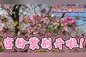 三月的攀枝花成了花的海洋，路边的宫粉紫荆花开正艳，快去看看吧视频封面