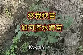 菜苗缓苗后怎么蹲苗？浇水如何控制？这次为大家说清楚视频封面