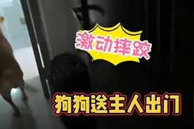 狗狗送主人出门，由于过于激动摔了一跤，搞笑的一幕治愈人心视频封面