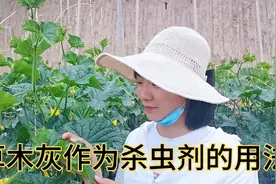 草木灰作为杀虫剂，可适用的虫害和蔬菜都有哪些，今天说得很详细视频封面